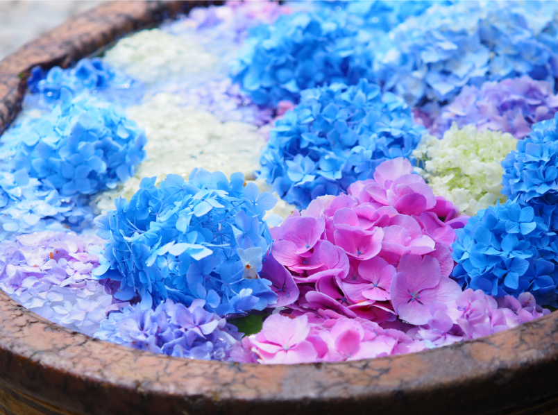 ジューンブライドの魔法💙 6月に結婚する花嫁が幸せになれる理由