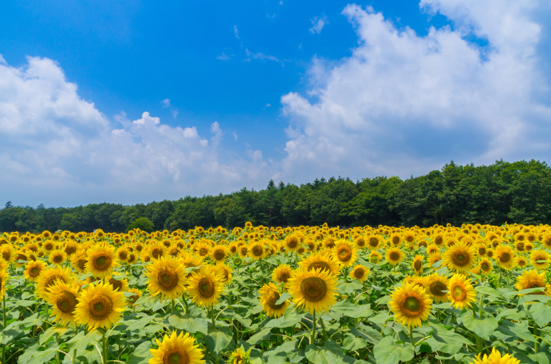 夏から始める結婚式準備が成功のカギ！その理由とは？